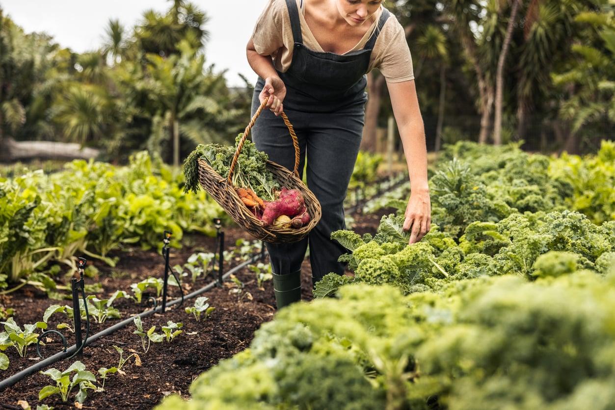 5+1 Vegetables You Should Harvest Often — It's the Secret to a Bigger Yield — Garden & terrace
