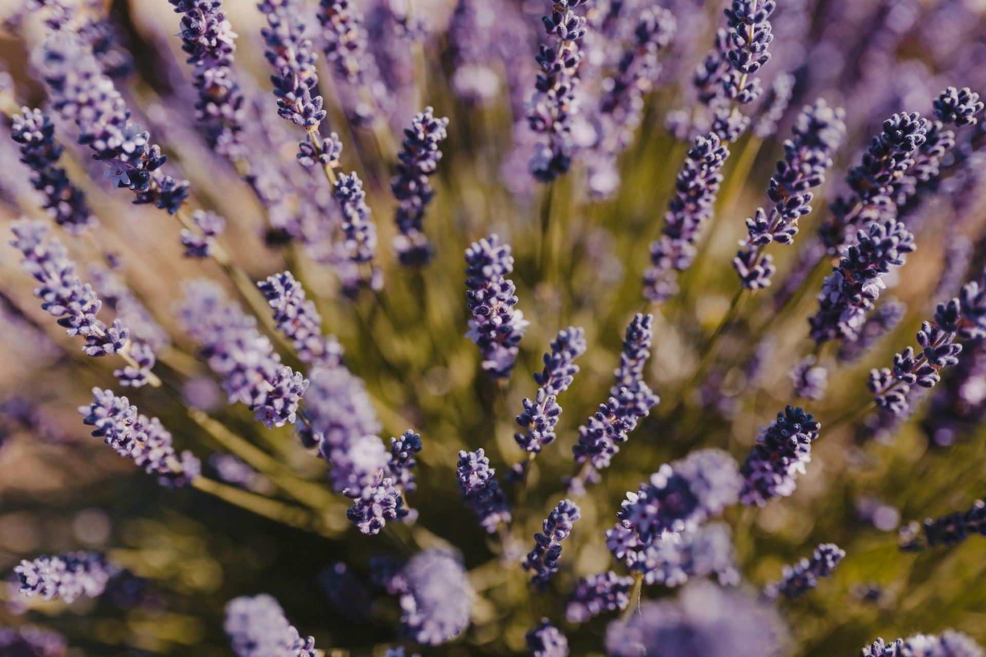 How to keep lavender beautiful for years: the rules every gardener should know — Garden & terrace