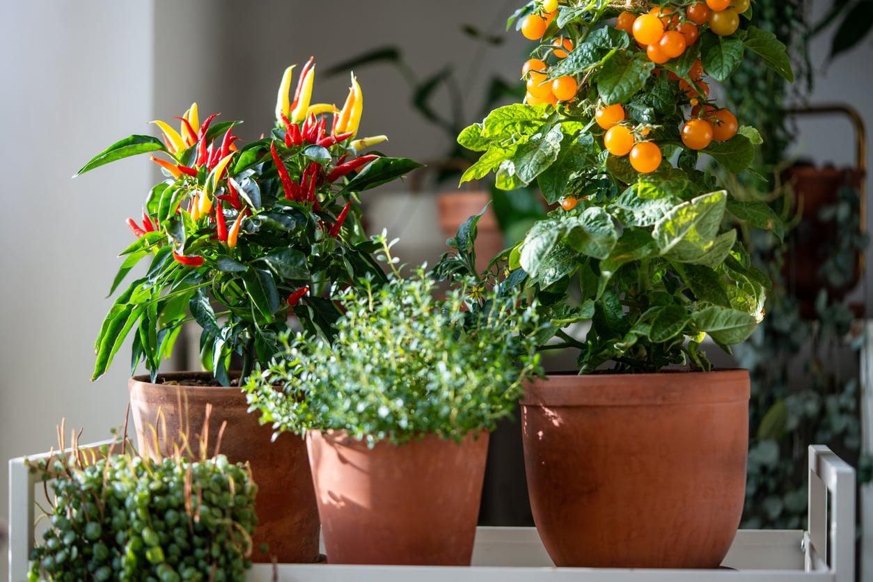 3 Kitchen Scraps That Work Like Magic on Your Plants — Just Mix Them Into the Soil — Household