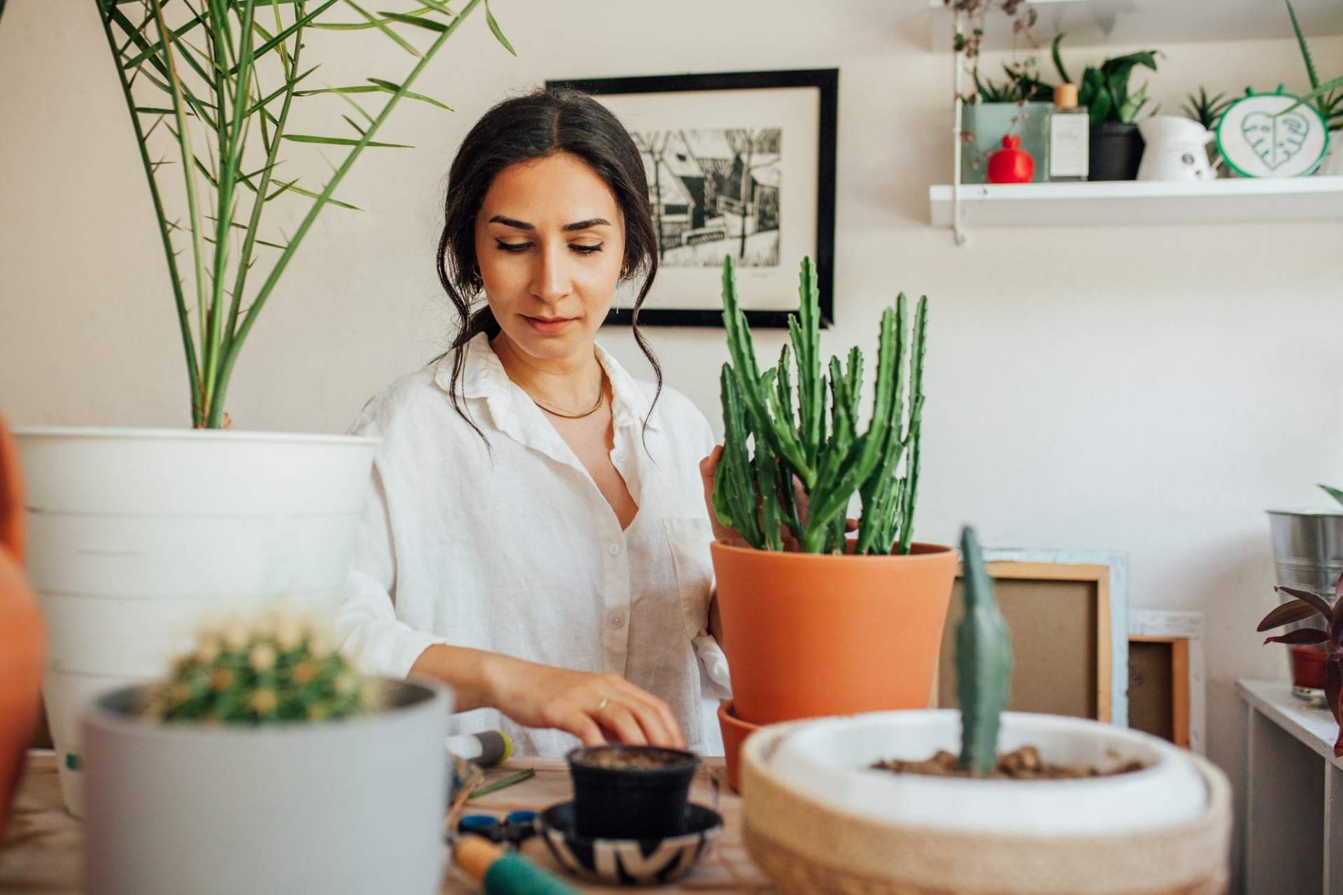 Welche Zimmerpflanze passt zu dir? Deine Persönlichkeit verrät es! — Garten & Terrasse