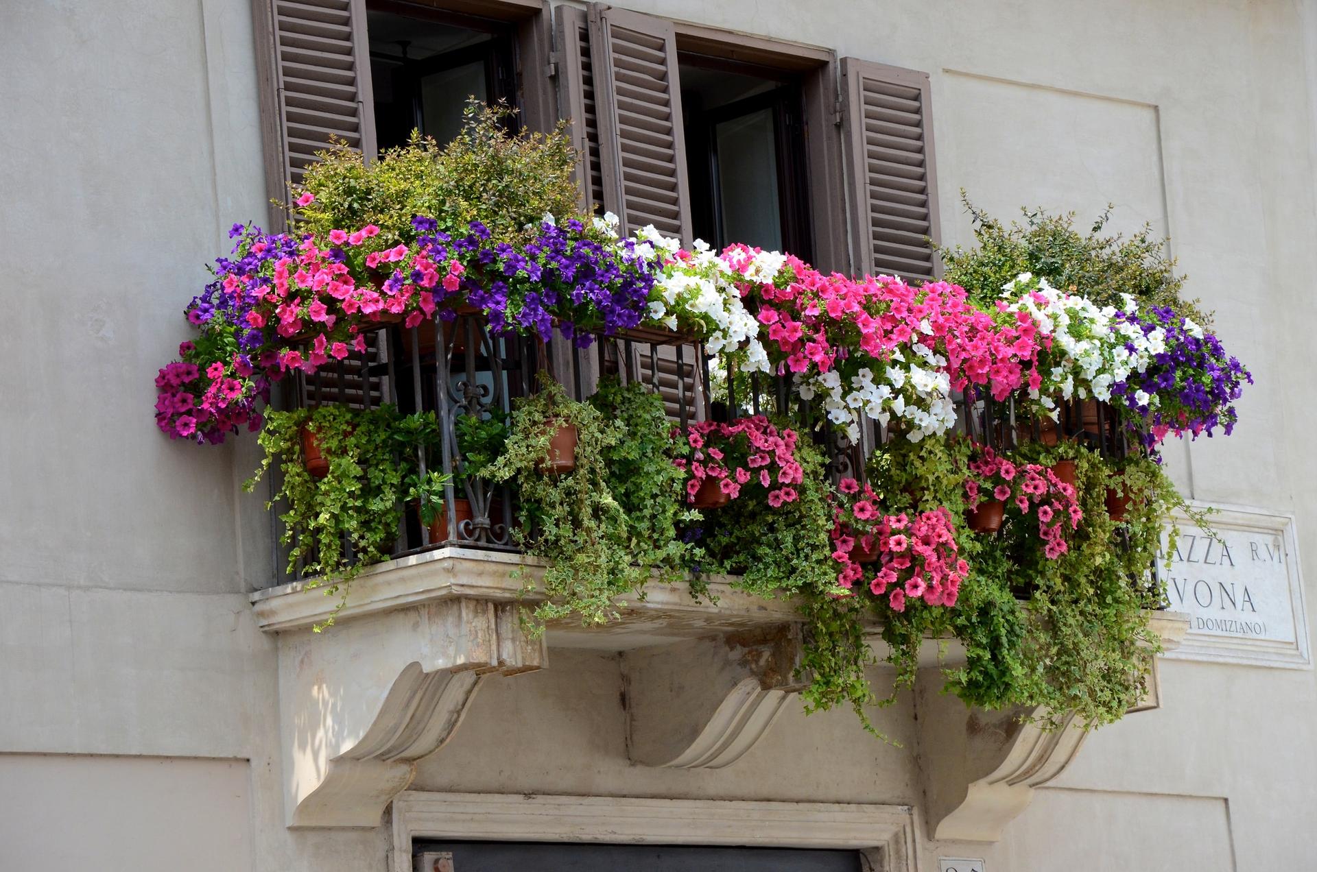 Brighten Your Terrace with These 7 Stunning Colorful Balcony Flowers — Garden & terrace