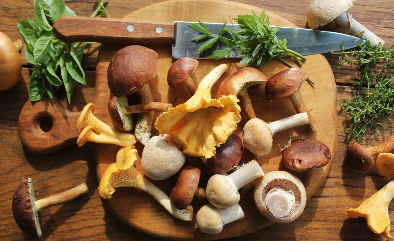 « Les champignons comestibles doivent aussi être cuits » - Conversation avec un expert en champignons — Mode de vie
