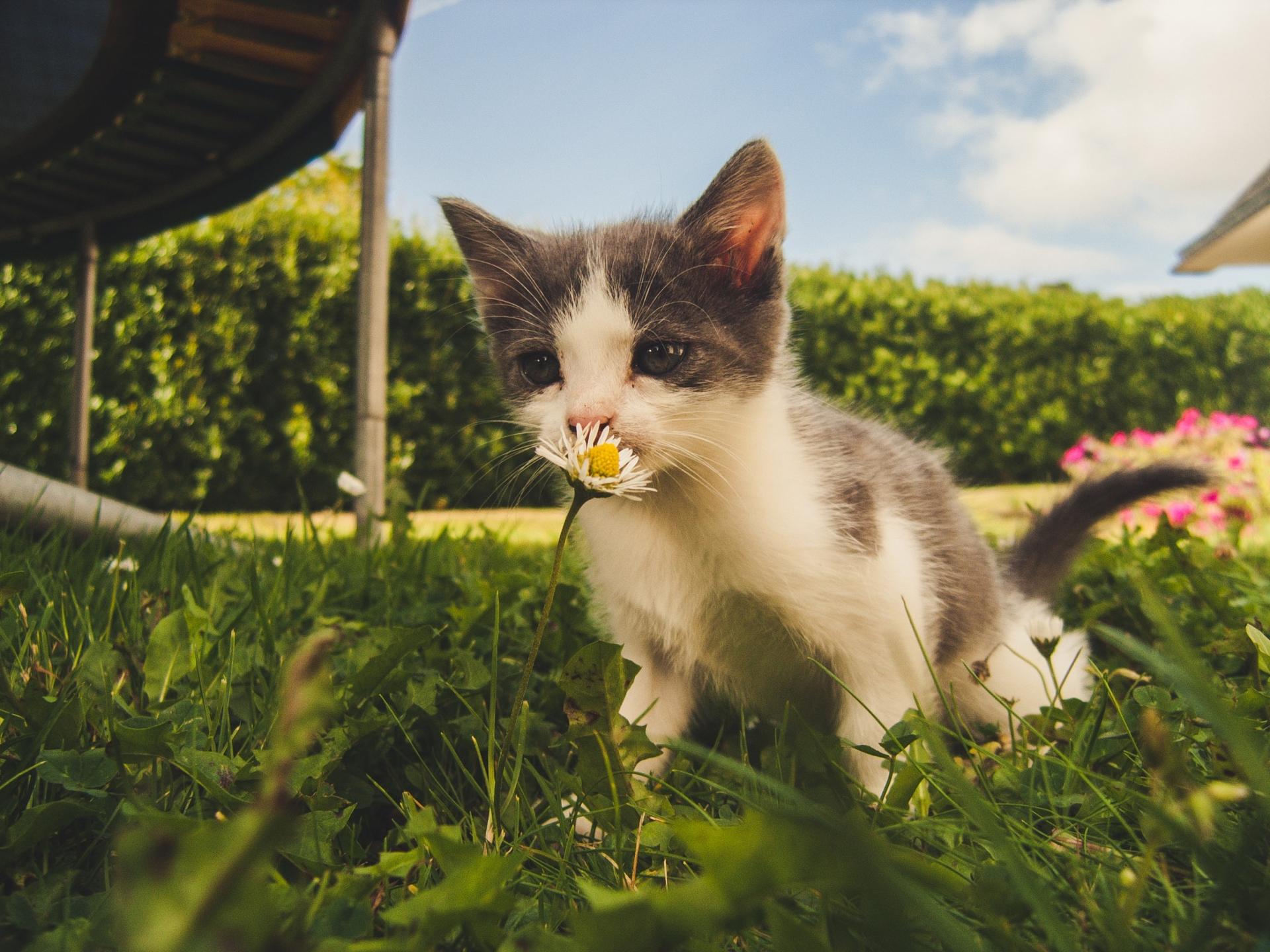 ¿Tienes un gato en casa? Esto es todo lo que necesitas para hacerlo verdaderamente feliz — Familia