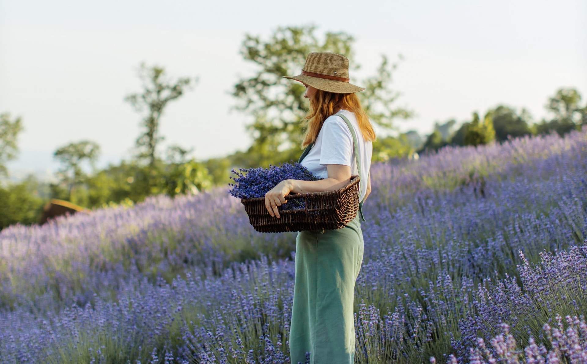 Campos de lavanda mágicos en Hungría – 5 destinos imprescindibles — Ocio