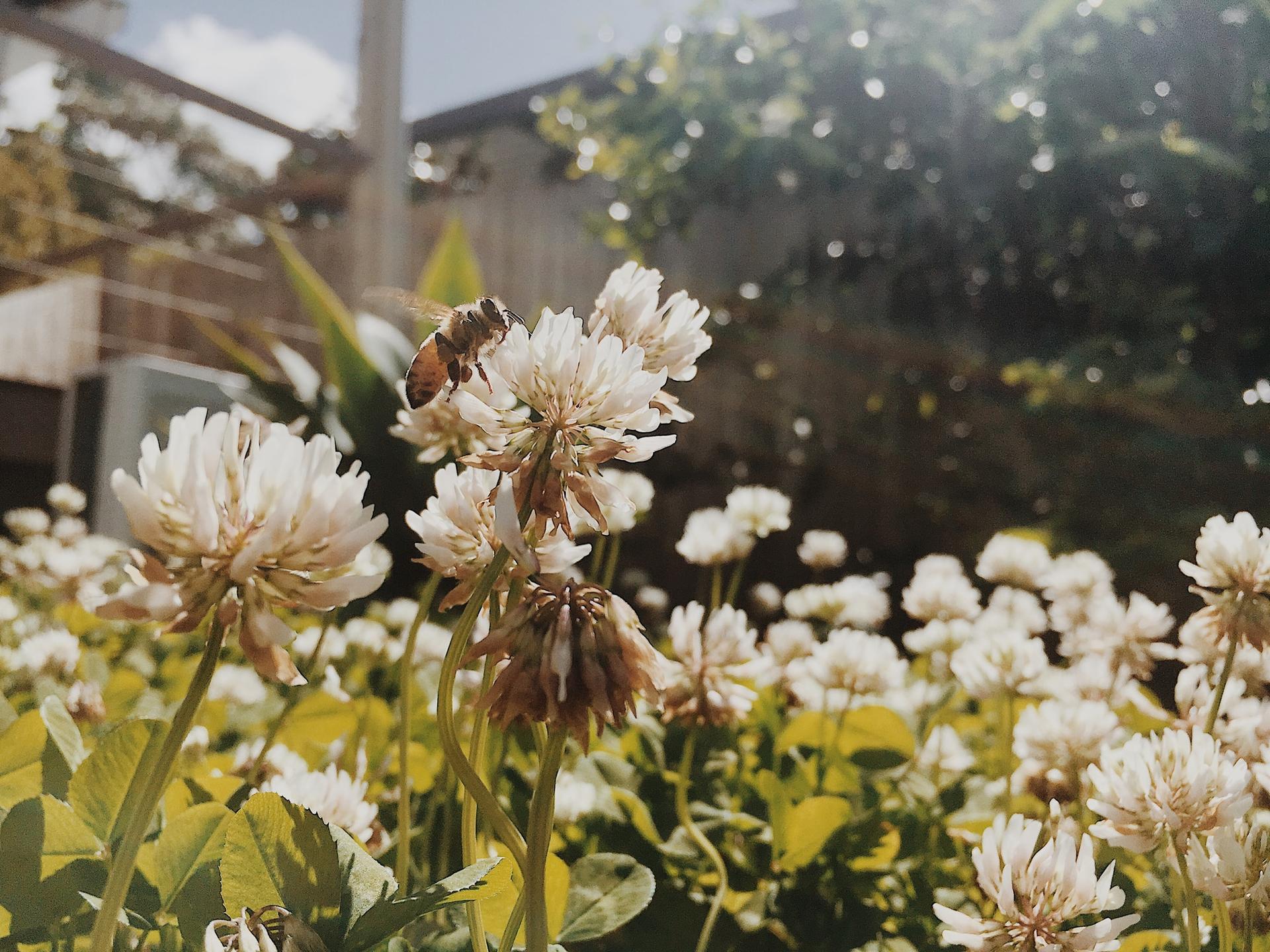 Voici comment transformer votre jardin en un véritable paradis pour les abeilles – Des étapes simples pour la nature — Jardin et terrasse