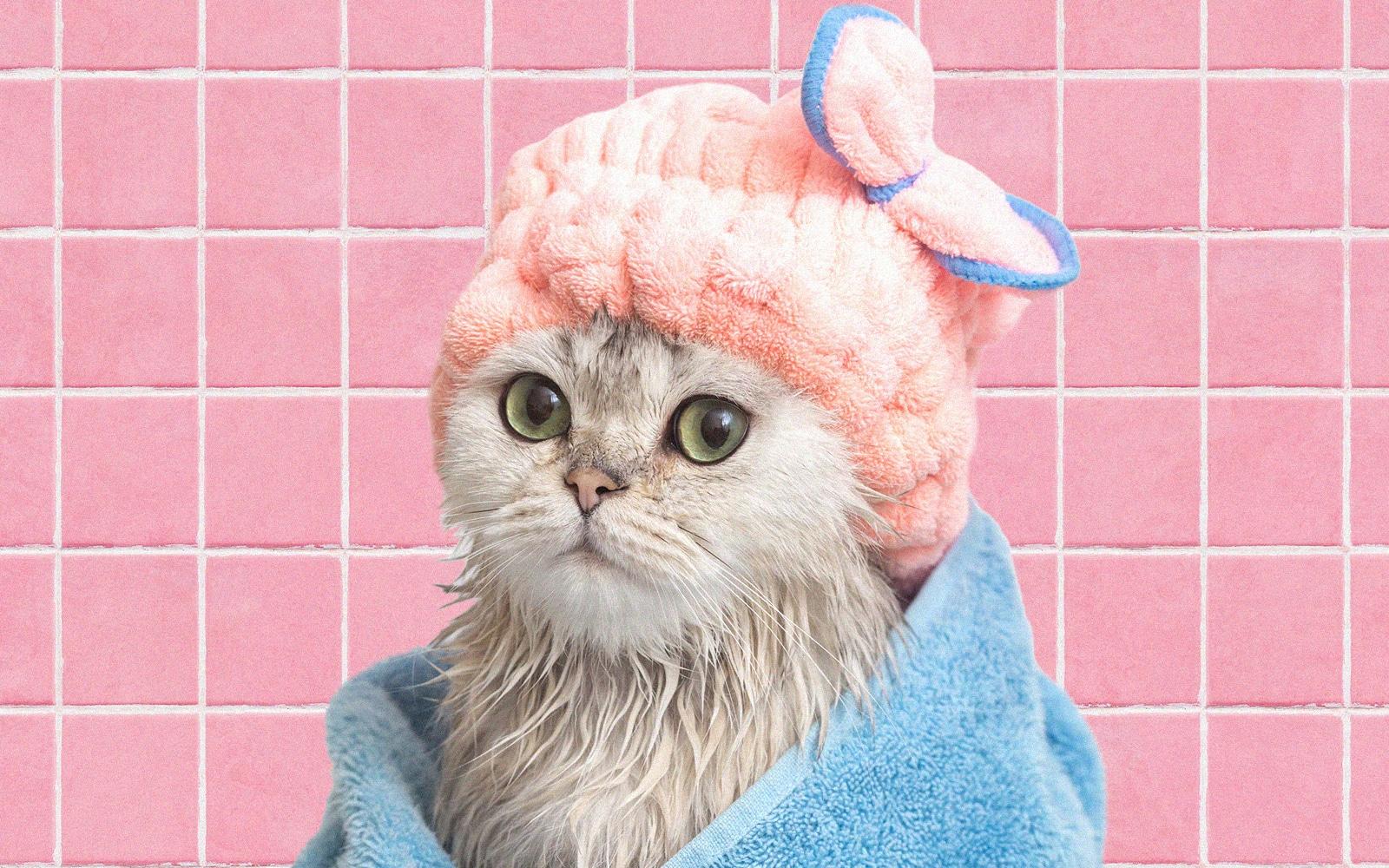 Do Cats Even Need Baths? The Answer Is More Surprising Than You Think — Family
