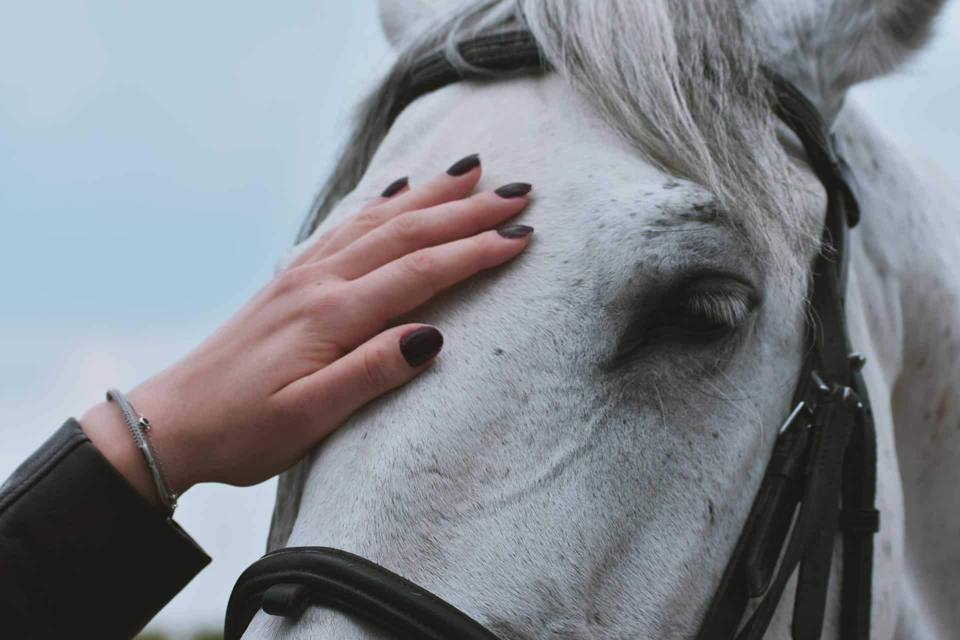 Le perroquet qui a sauvé un bébé de l’étouffement – histoires héroïques d’animaux — Loisirs