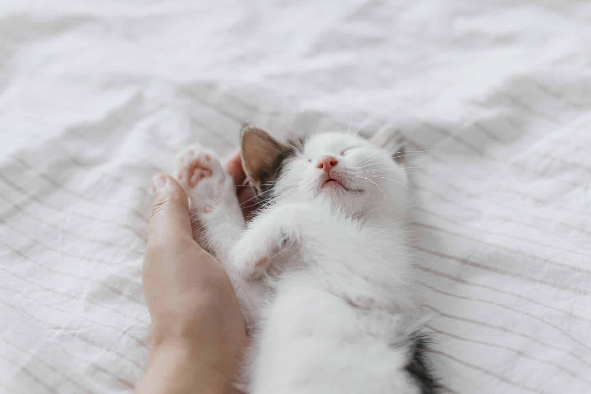Cats That Follow You to the Bathroom – 7 Extra Affectionate Cat Breeds — Family