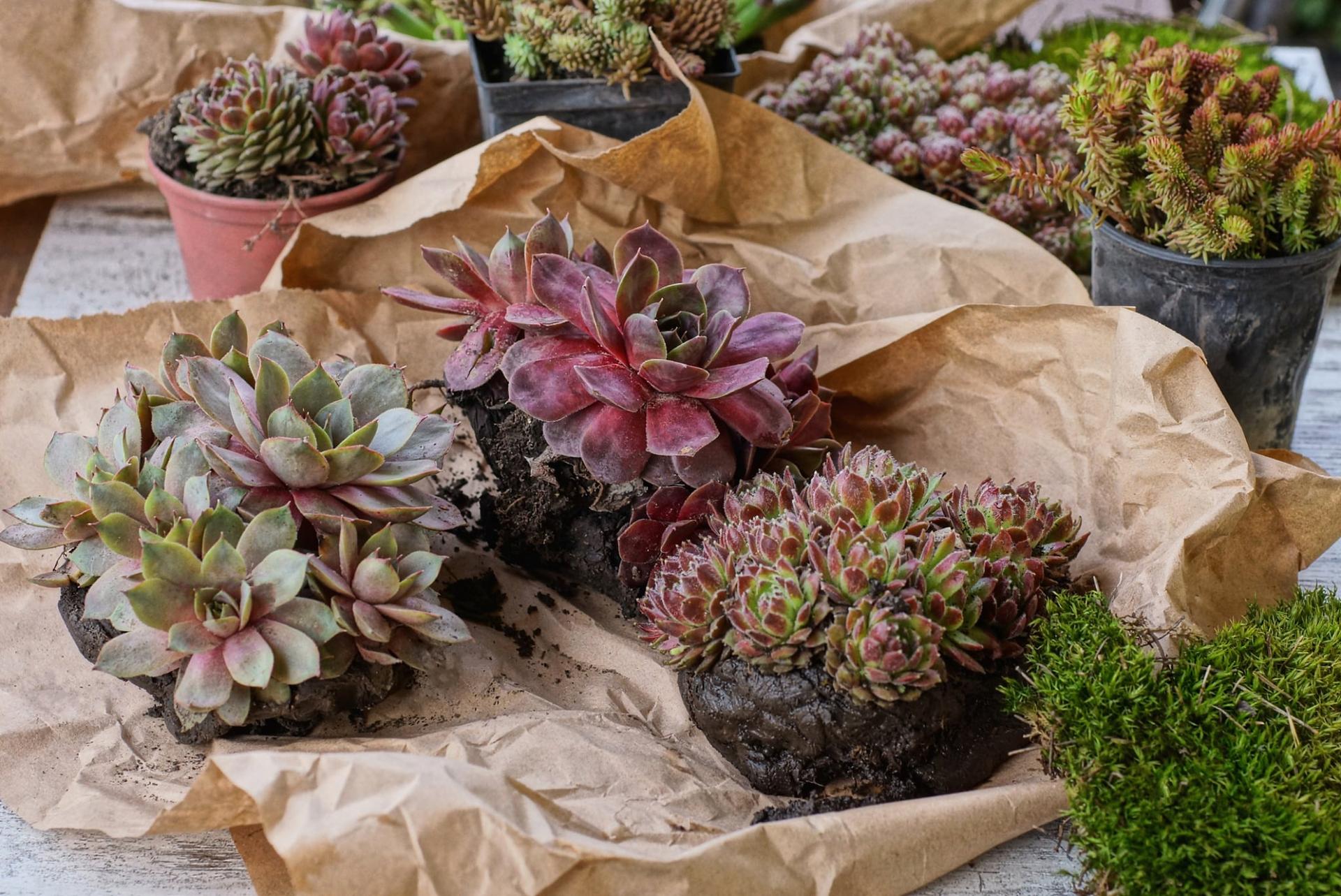 Magical Succulents: 7 Charming Plants to Brighten Any Space — Garden & terrace