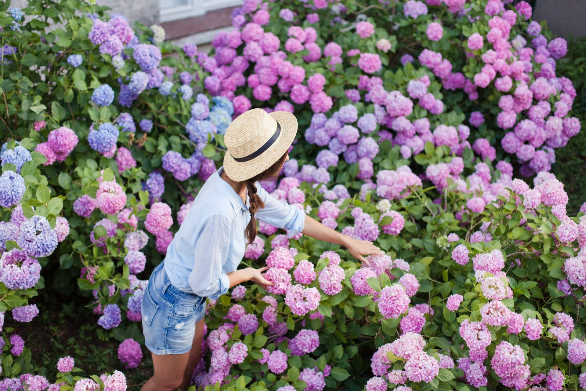 Non piantare queste piante vicino all’ortensia – se vuoi che fiorisca al meglio! — Giardino e terrazza