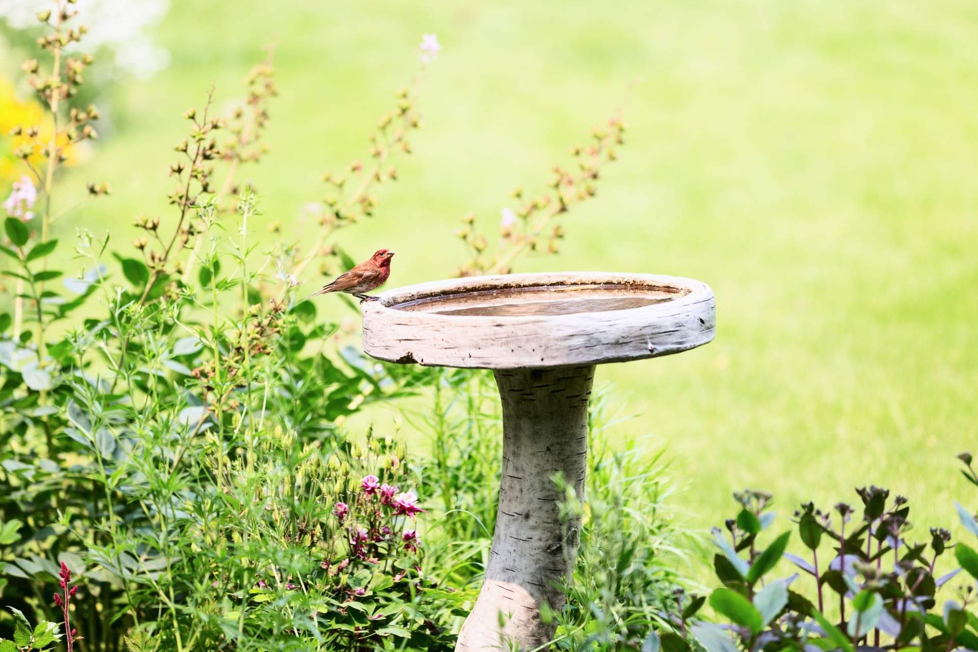 Come nutrire e dissetare gli uccelli nel tuo giardino - Torneranno tutto l’anno! — Giardino e terrazza