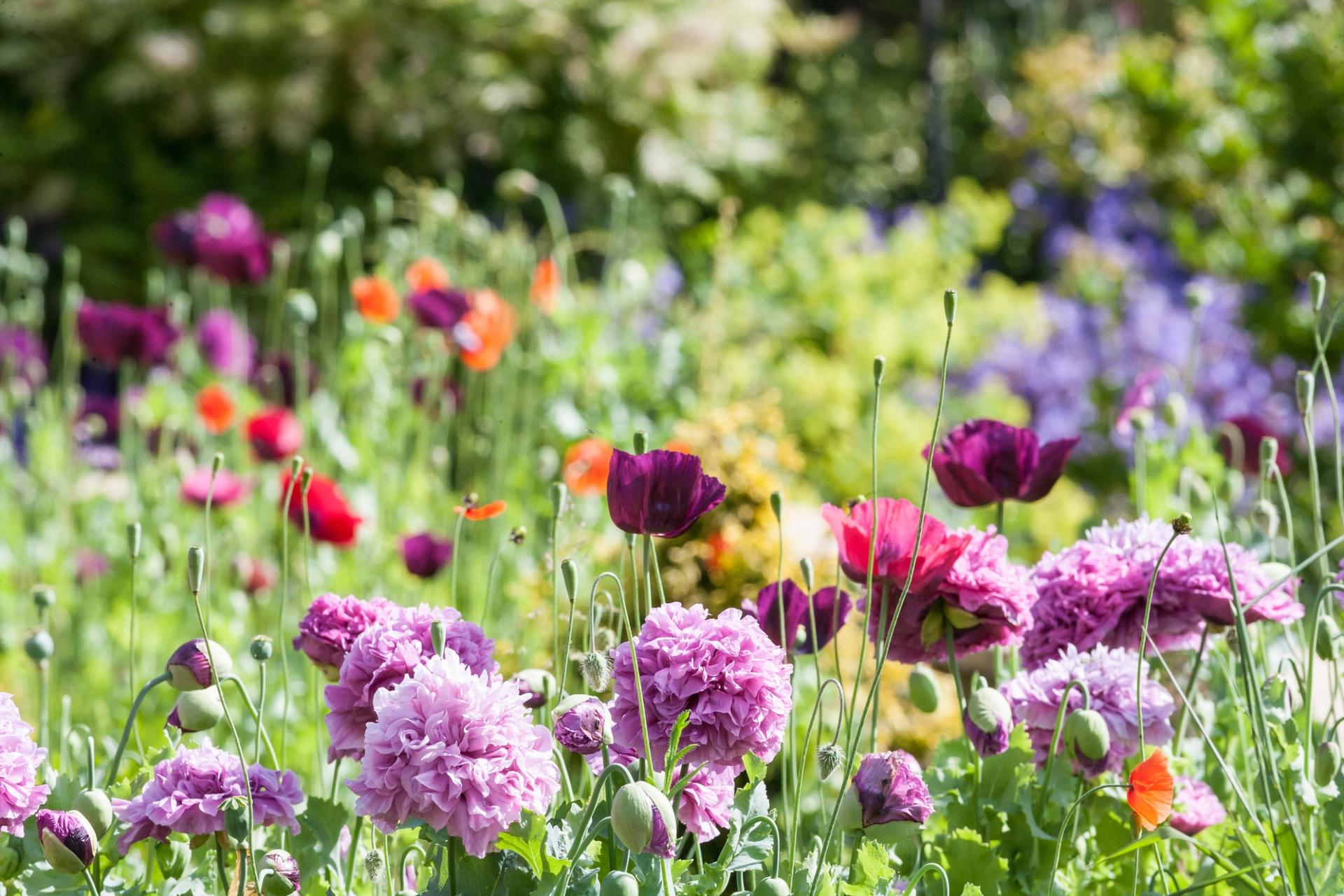 The 10 Most Beautiful Flowers in the World – Some You’ve Never Heard Of! — Garden & terrace