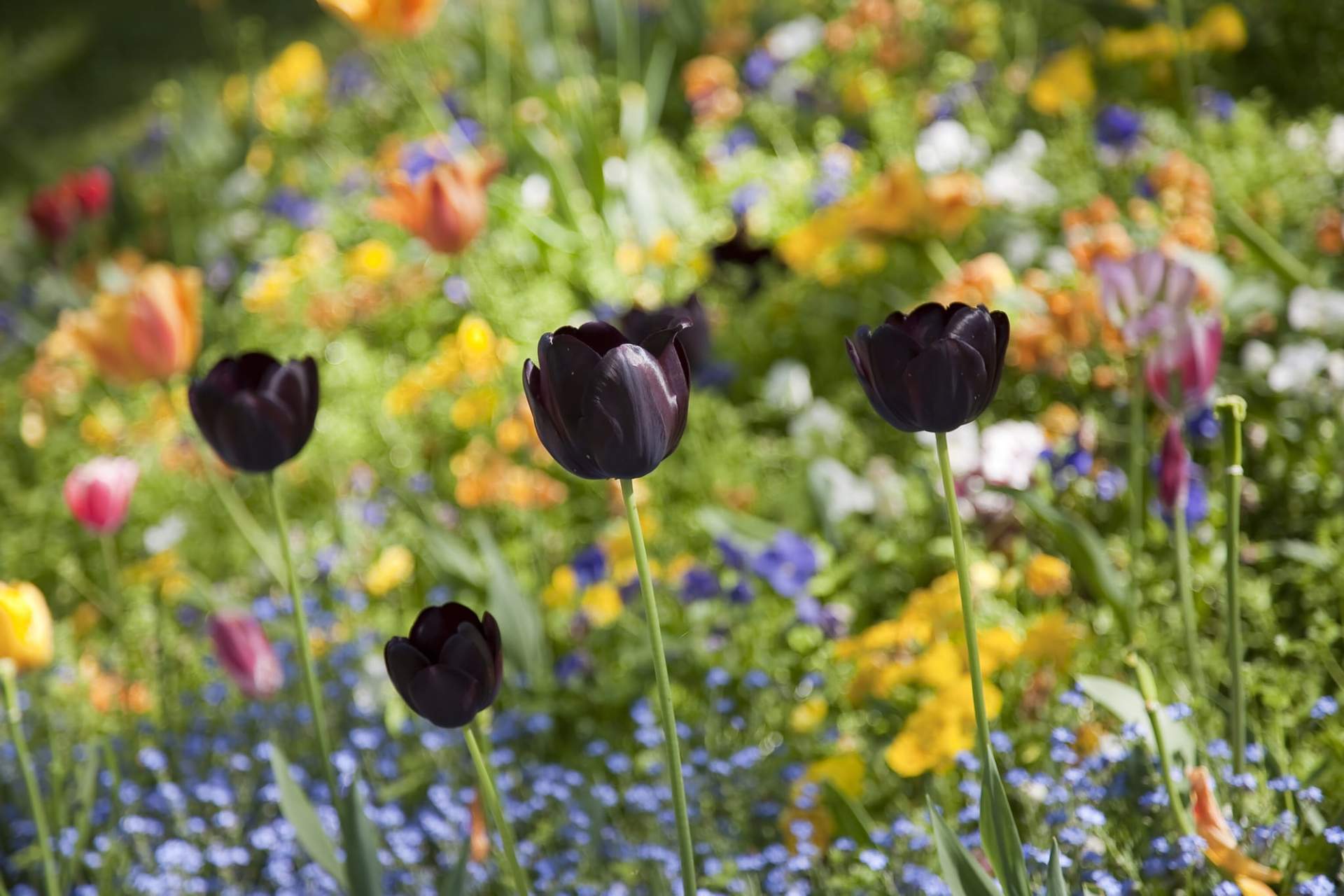 Les plus belles fleurs noires – élégantes, elles créent un effet mystérieux et raffiné — Jardin et terrasse