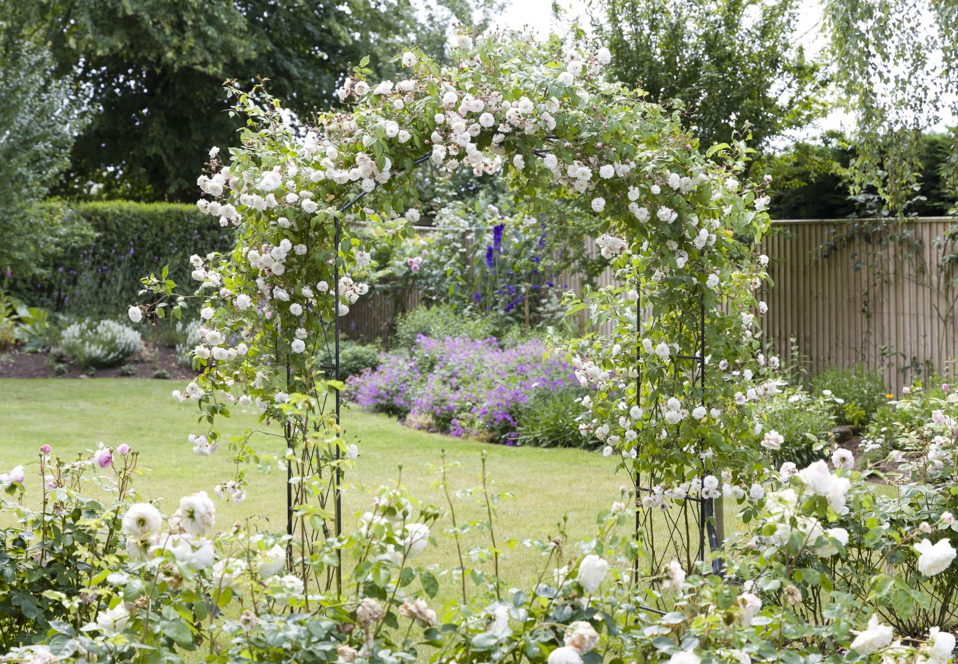 Les 8 plus belles plantes grimpantes pour votre clôture, votre treillis et votre pergola — Jardin et terrasse