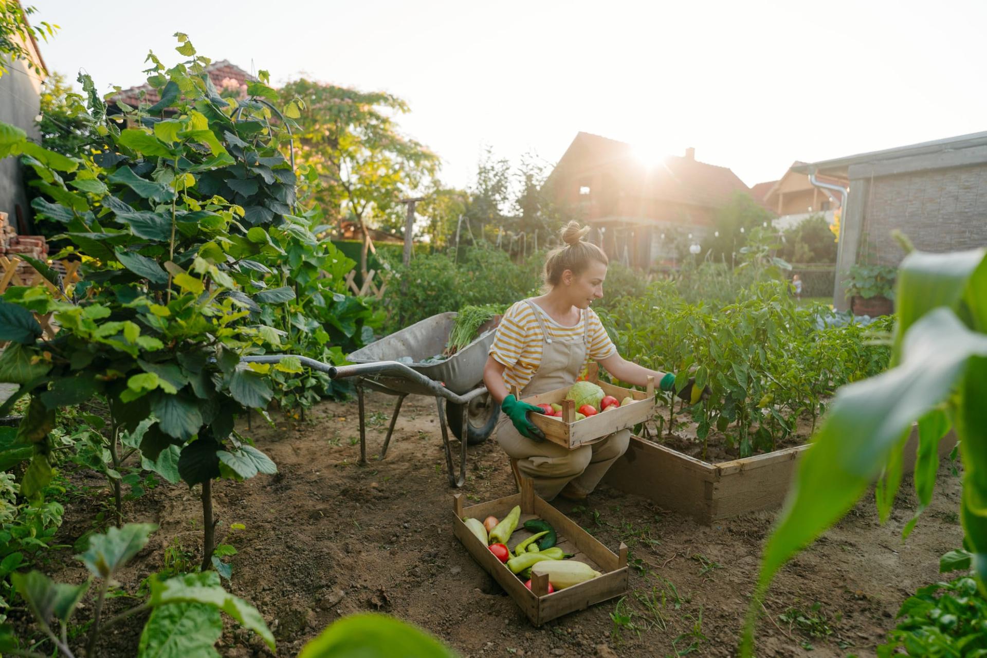 7 verduras que aún no es tarde para plantar a principios de junio — Jardín y terraza