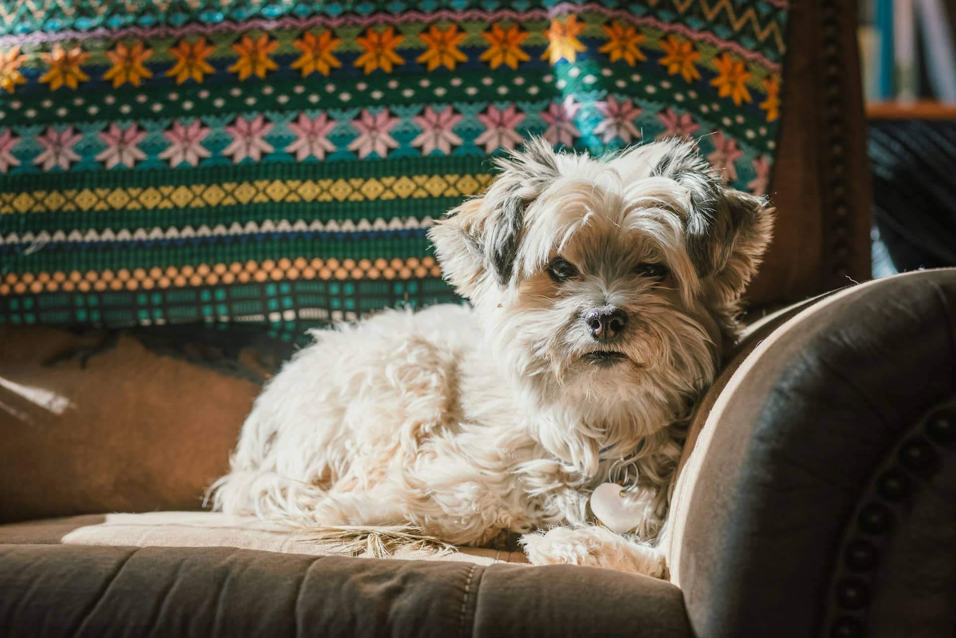 Cette astuce m'a aidé à survivre à la période de mue de mon chien — Santé