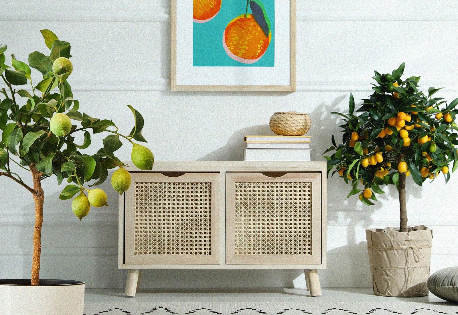 Fast-Growing Fruit Trees You Can Keep Indoors — Decor