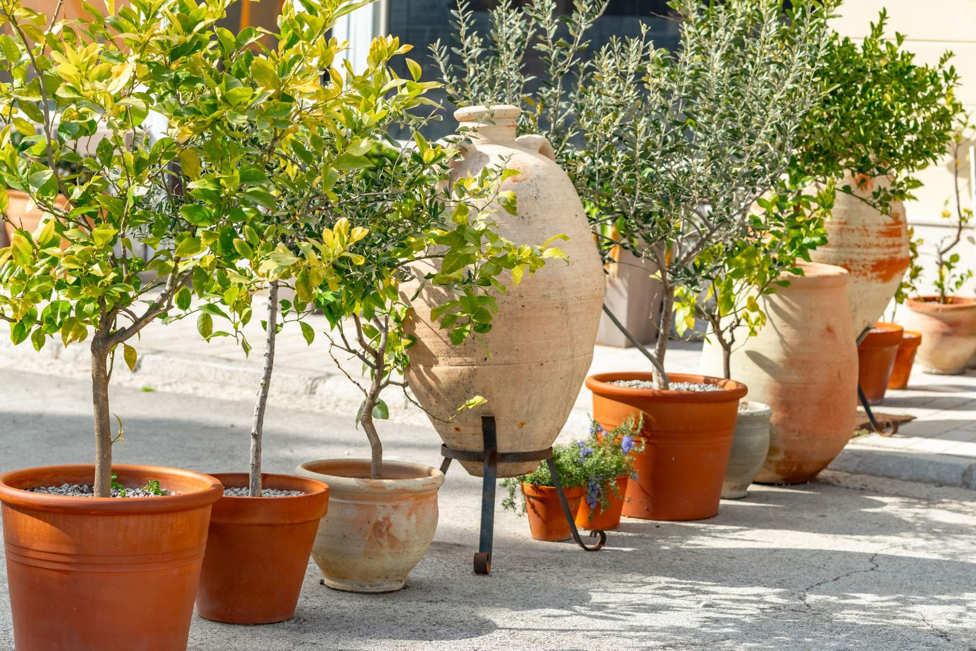 Grüne Oase in der Stadt: 5+1 Bäume, die auch im Container gedeihen — Garten & Terrasse
