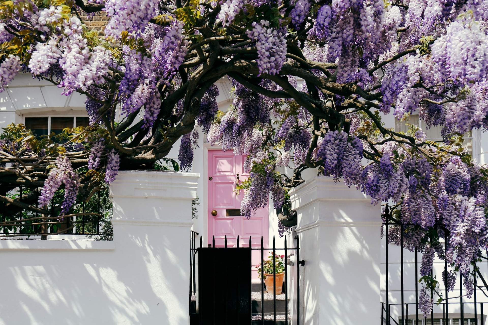 Les plus beaux arbres à fleurs violettes pour sublimer votre jardin — Jardin et terrasse