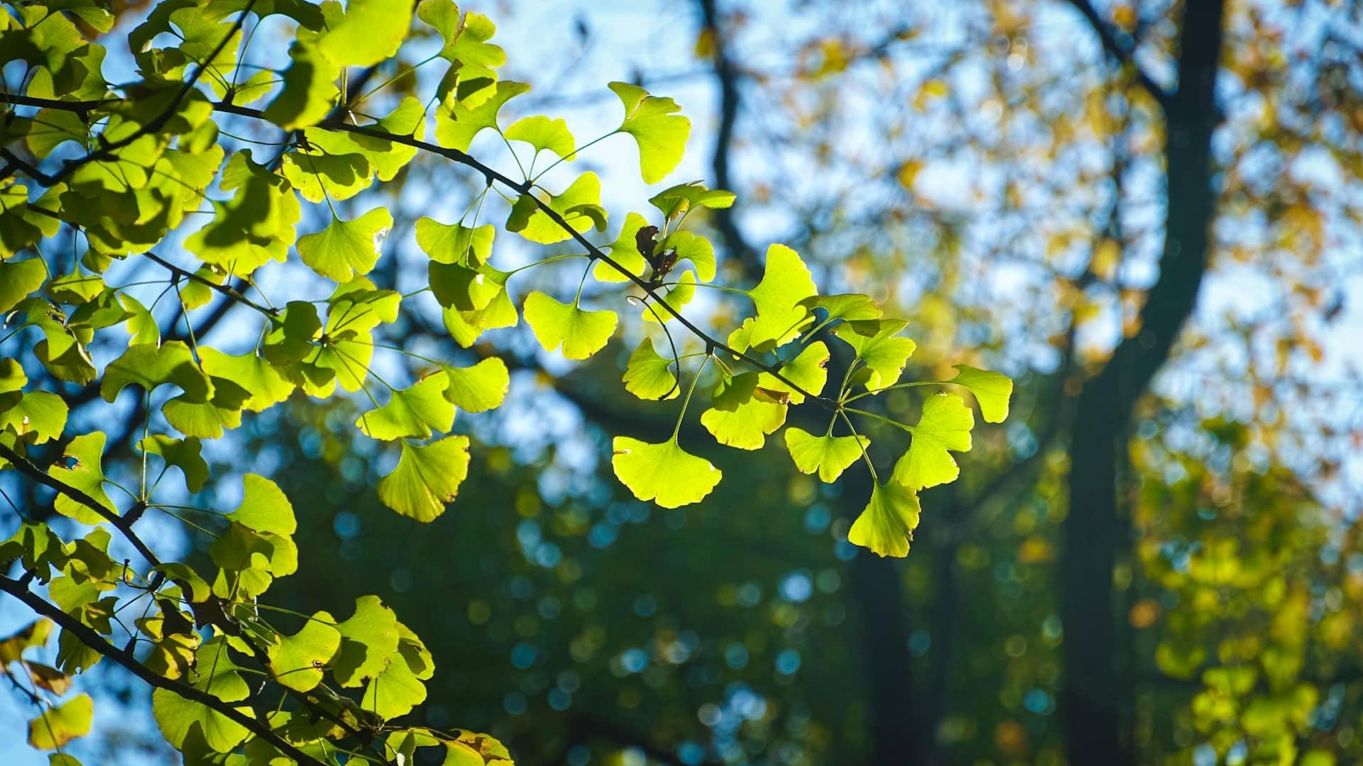 An Ancient Plant That Refreshes Your Body and Clears Your Mind — Health