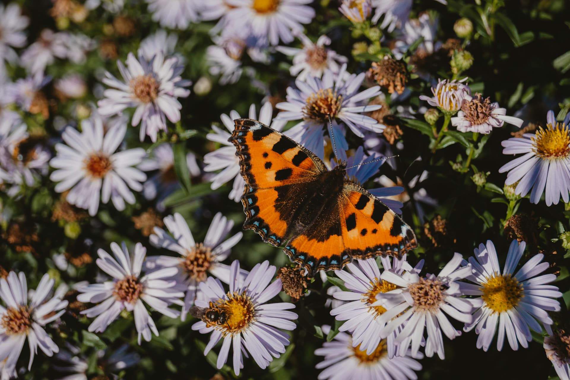 12 Plants That Attract Butterflies to Your Garden — Garden & terrace