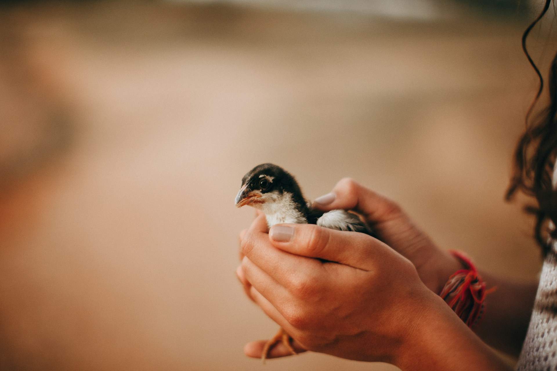 Vögel in Not: Wie du den Küken richtig helfen kannst — Garten & Terrasse