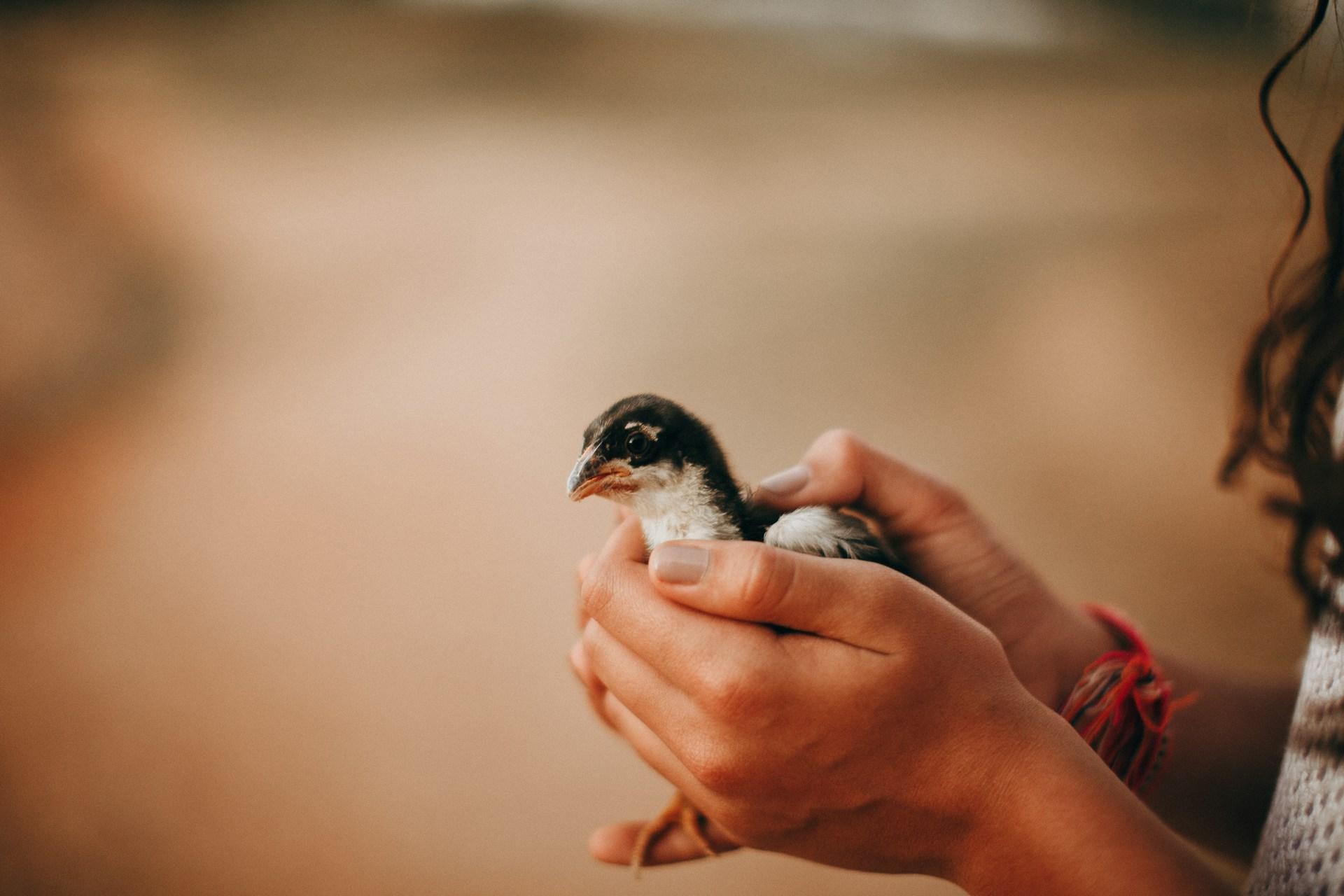 Aves en apuros: ¿Cómo ayudar correctamente a los polluelos? — Jardín y terraza