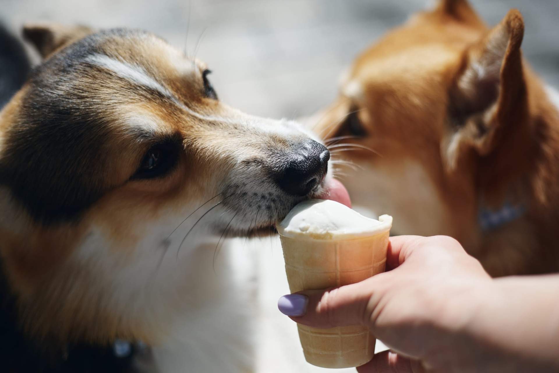 È una buona idea dare il gelato al tuo cane? Ecco cosa dice il veterinario — Famiglia