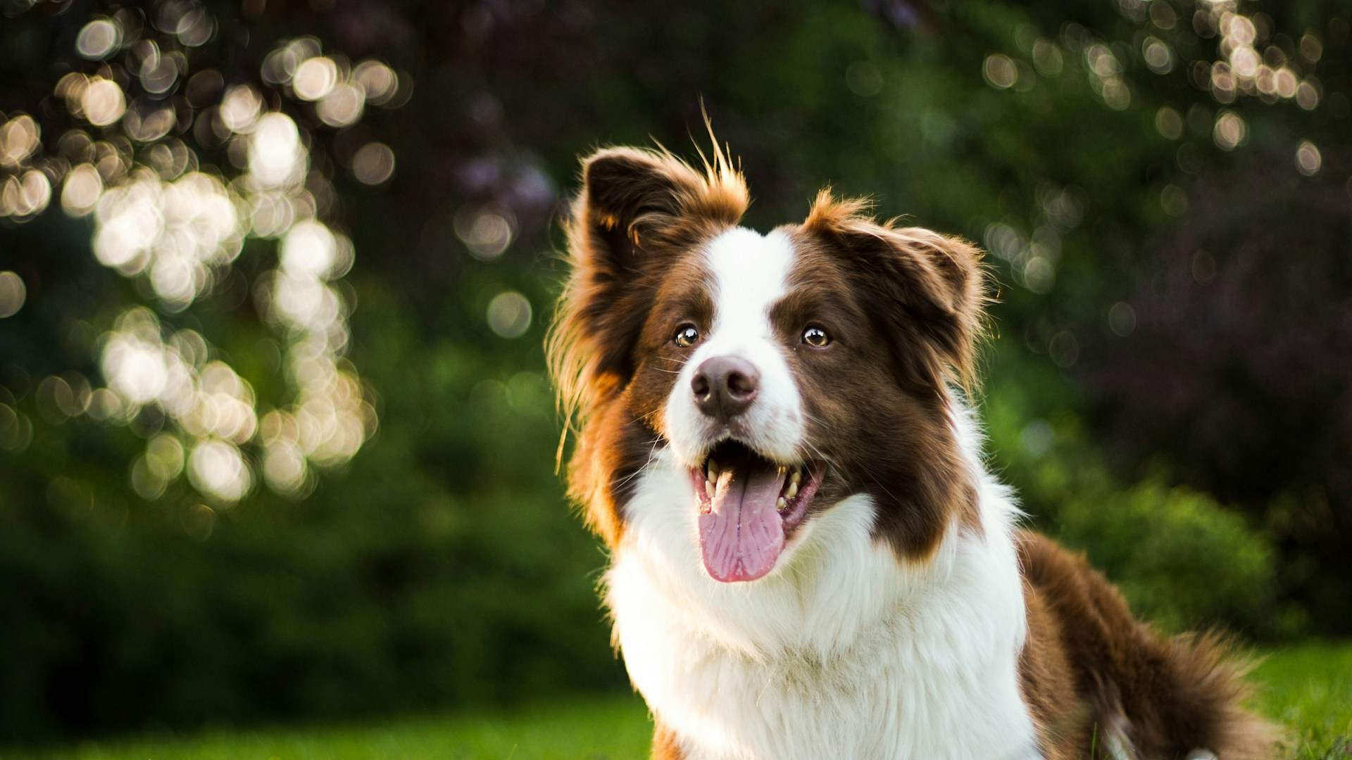 La race de chien la plus intelligente au monde : comprennent-ils vraiment plus de 1000 mots ? — Loisirs
