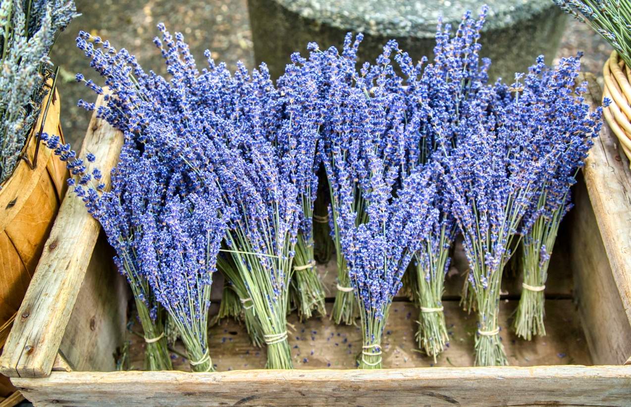 Du baust deinen eigenen Lavendel an? So stellst du daraus Öl und Kerzen her — Hobby