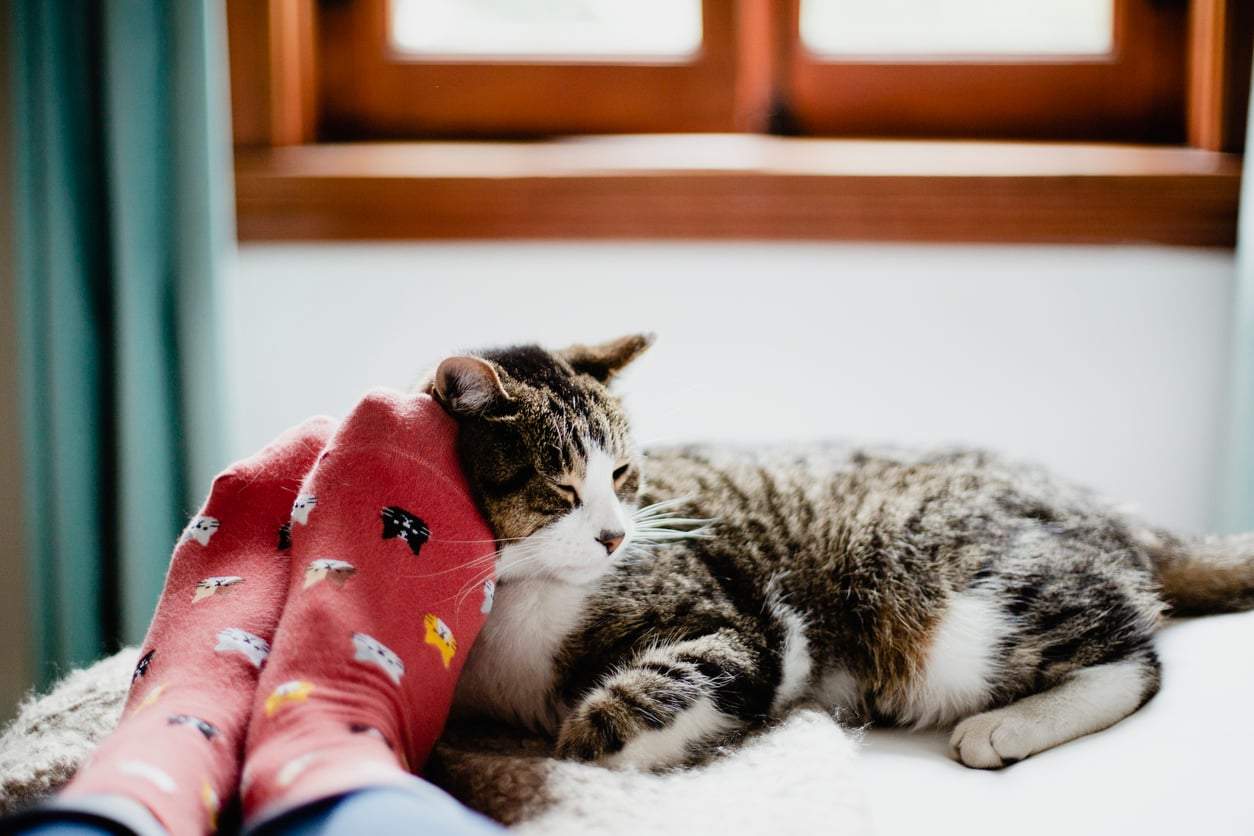 Chaussettes ou pieds nus : pourquoi certains ont-ils toujours froid ou transpirent-ils des pieds ? — Santé