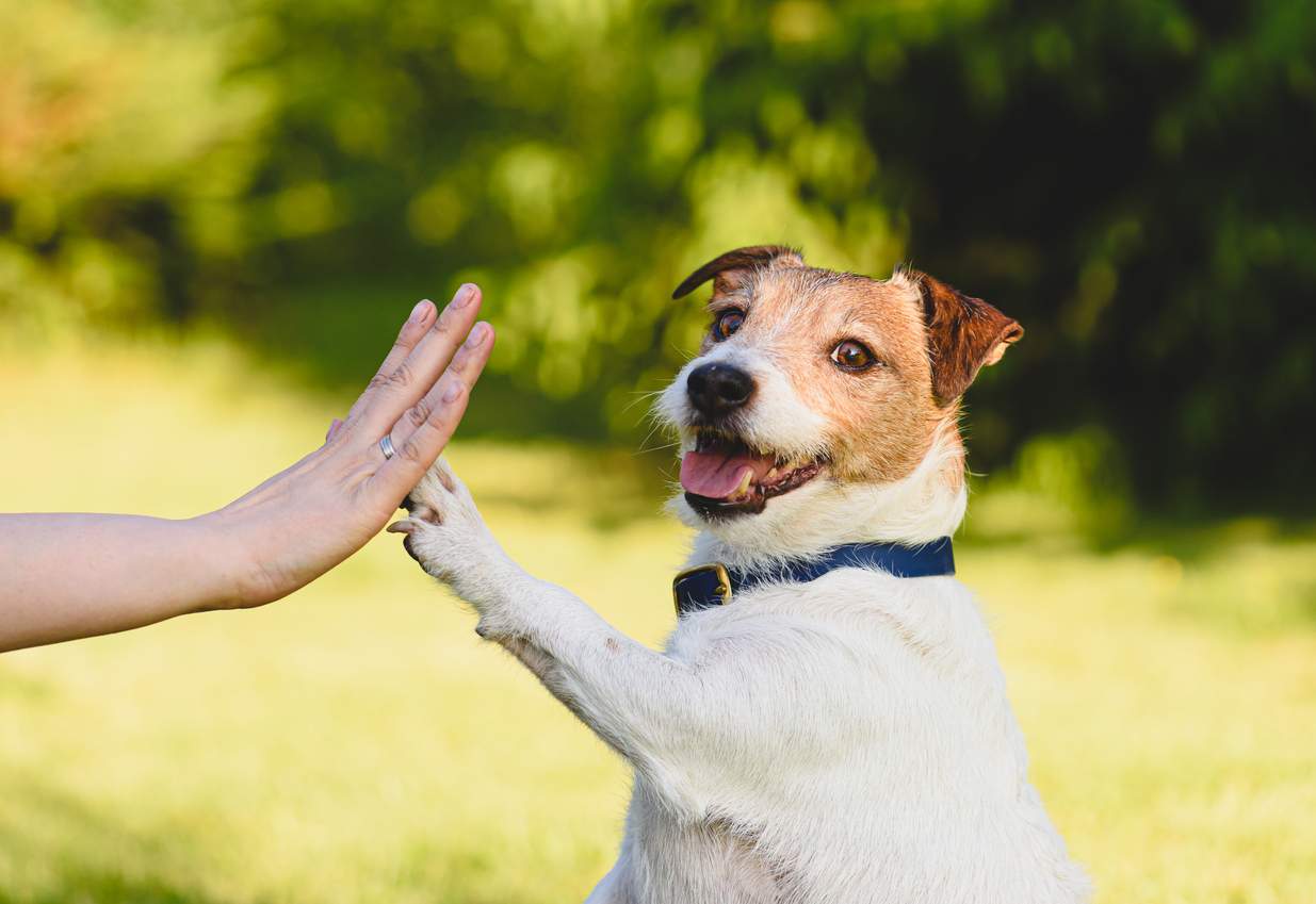 Les 5 races de chiens les plus longeves et 5 qui nous quittent plus tôt — Famille