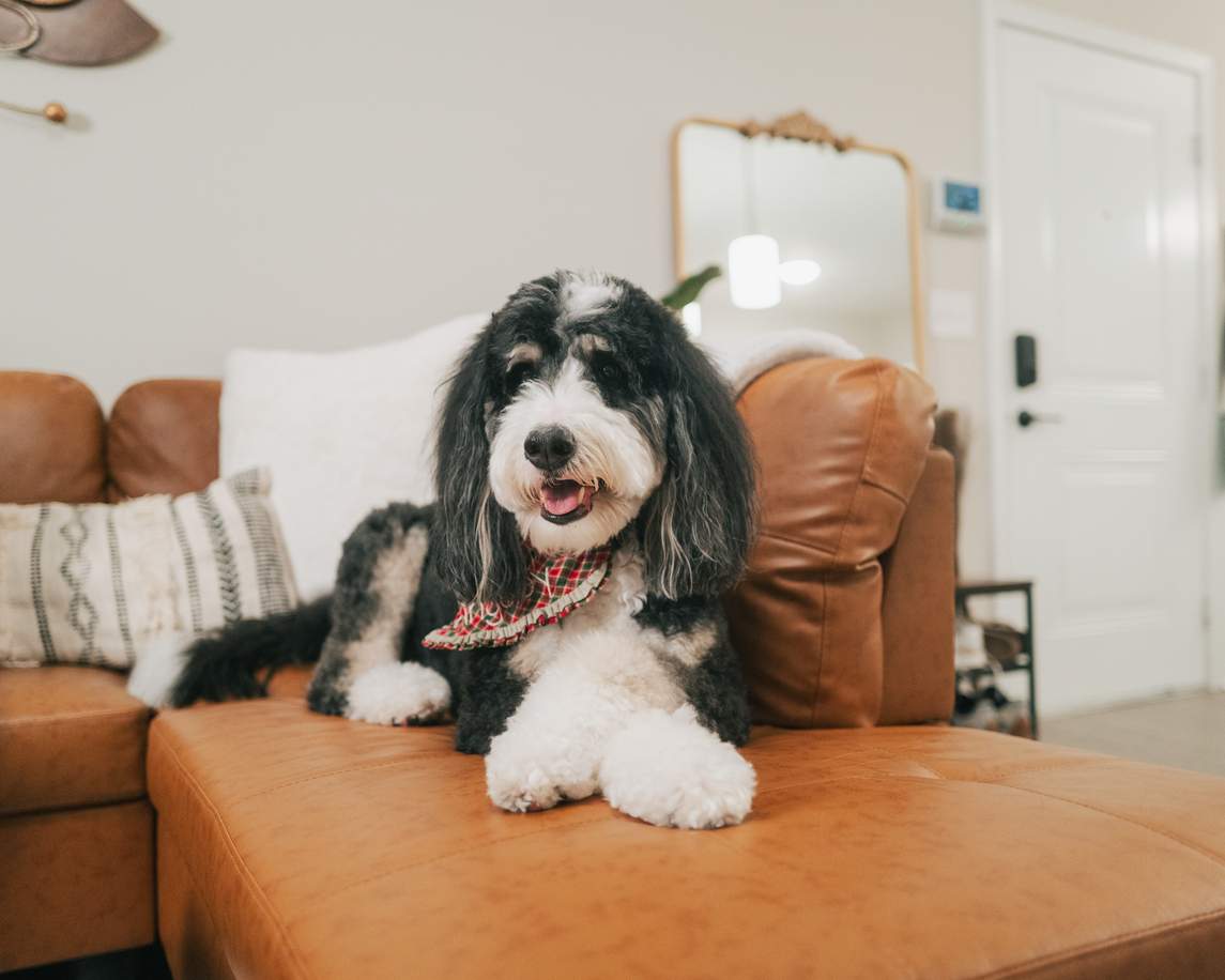 Votre animal ressent quand vous mentez – la science le confirme — Famille
