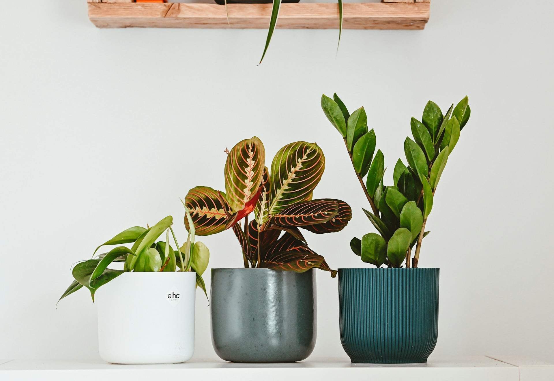 Les plantes d’intérieur communiquent en secret, et c’est scientifiquement prouvé — Jardin et terrasse