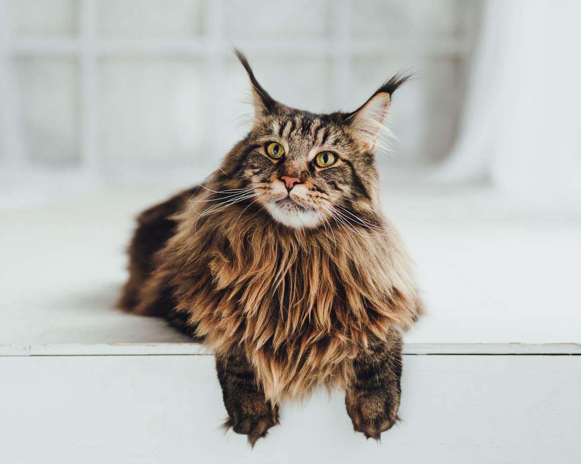 Ces 7 races de chats ne supportent pas d’être laissées seules — Loisirs
