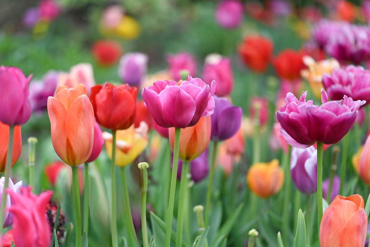 Du kannst sie noch bis November pflanzen: Die besten Tulpenzwiebel-Quellen und schönsten Sorten — Garten & Terrasse