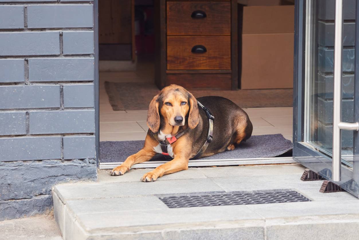 ¿Tu perro macho orina en la puerta de entrada? Aquí tienes la solución