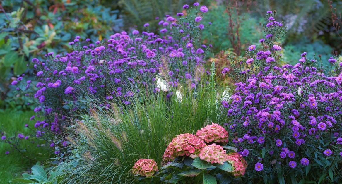 5+1 Herbstblumen, die mindestens genauso schön sind wie Chrysanthemen — Garten & Terrasse