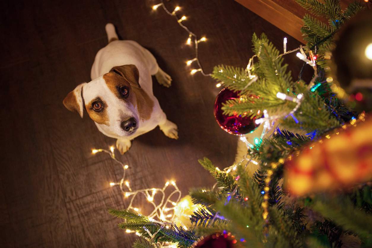 Cómo enseñarle a tu perro a no tocar el árbol de Navidad — Familia