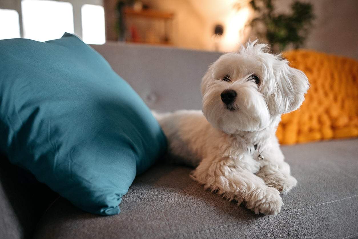 Estas 5 razas de perro son menos propensas a causar alergias — Familia