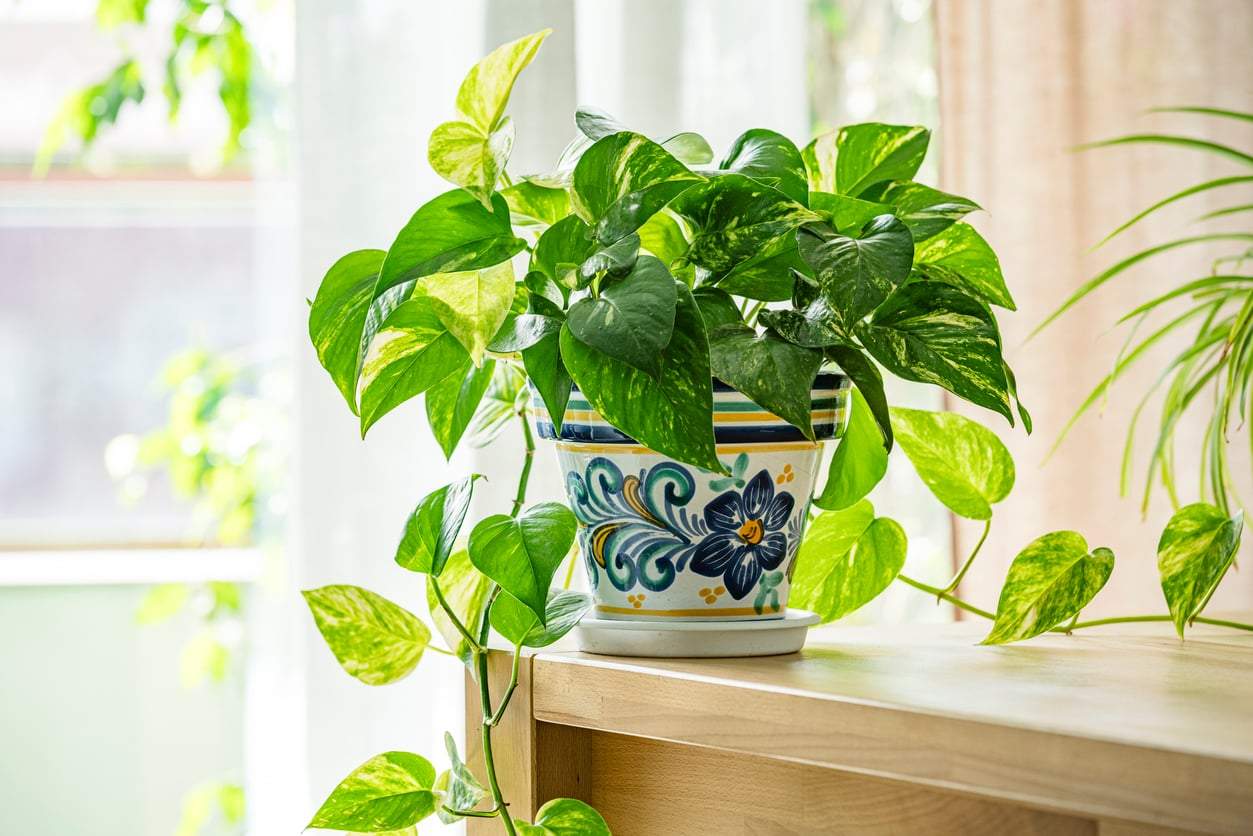 5 winterharte Pflanzen, die positive Energie in dein Zuhause bringen — Garten & Terrasse