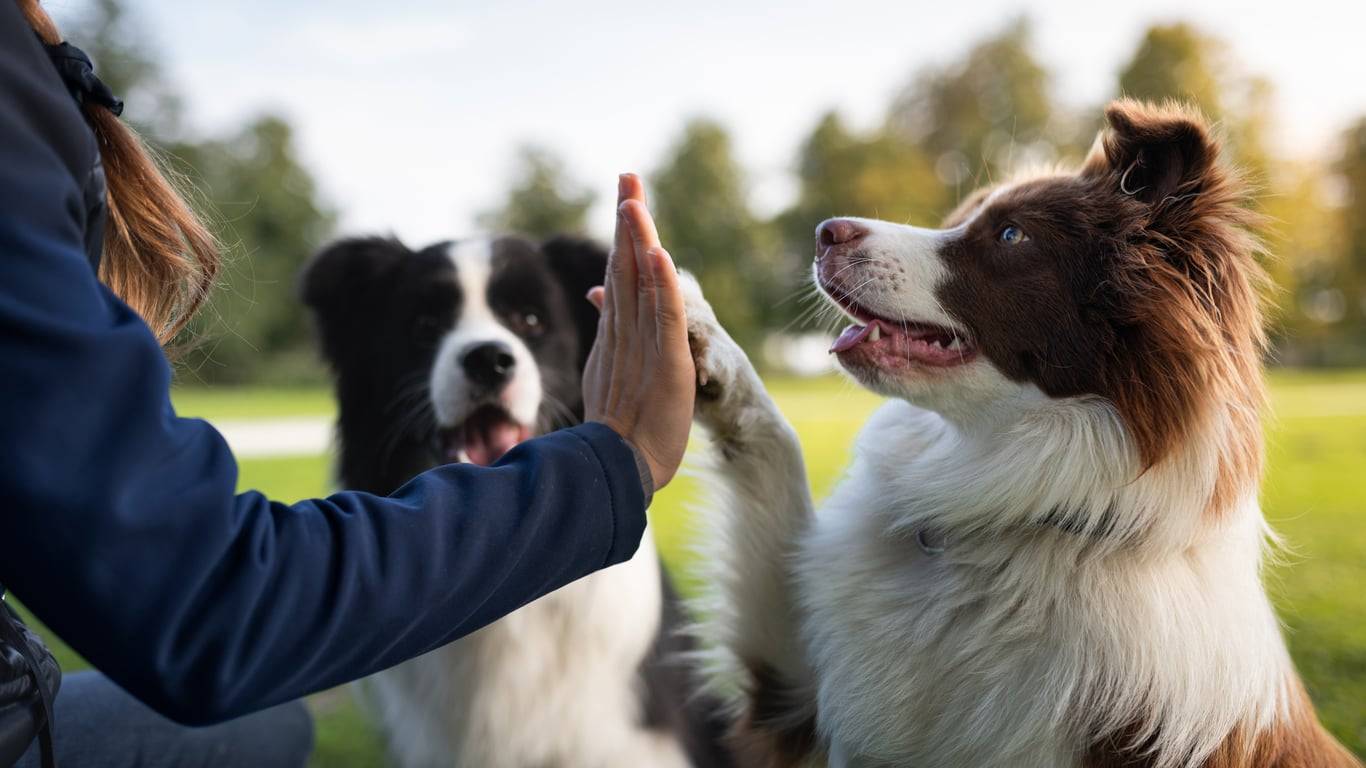 5 Hunderassen, die fast wie „Menschen“ sind – die Liste der klügsten Hunde