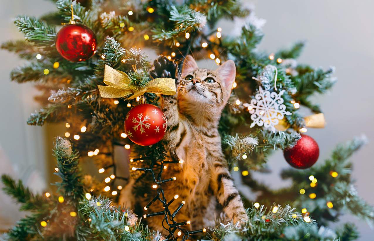 Cuidado: estas cosas pueden poner nervioso a tu gato en Navidad — Familia
