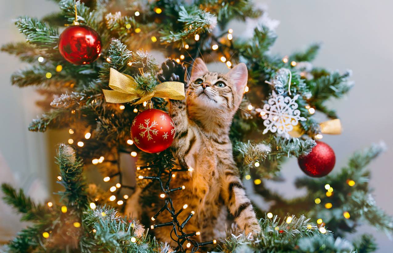 Achtung: Darauf reagiert deine Katze an Weihnachten nervös