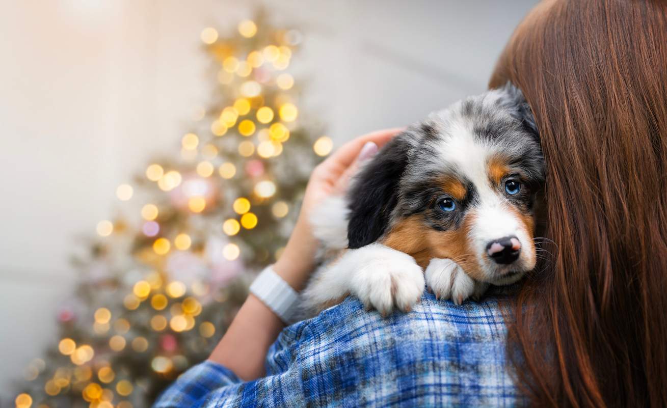 Increíble: ¿Realmente sienten los perros cuando alguien solo finge estar feliz? — Familia