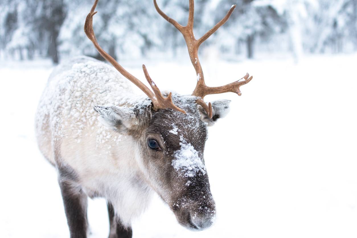 Heard about the Santa Elf who’s always helping out? The Most Lovable Scandinavian Christmas Traditions