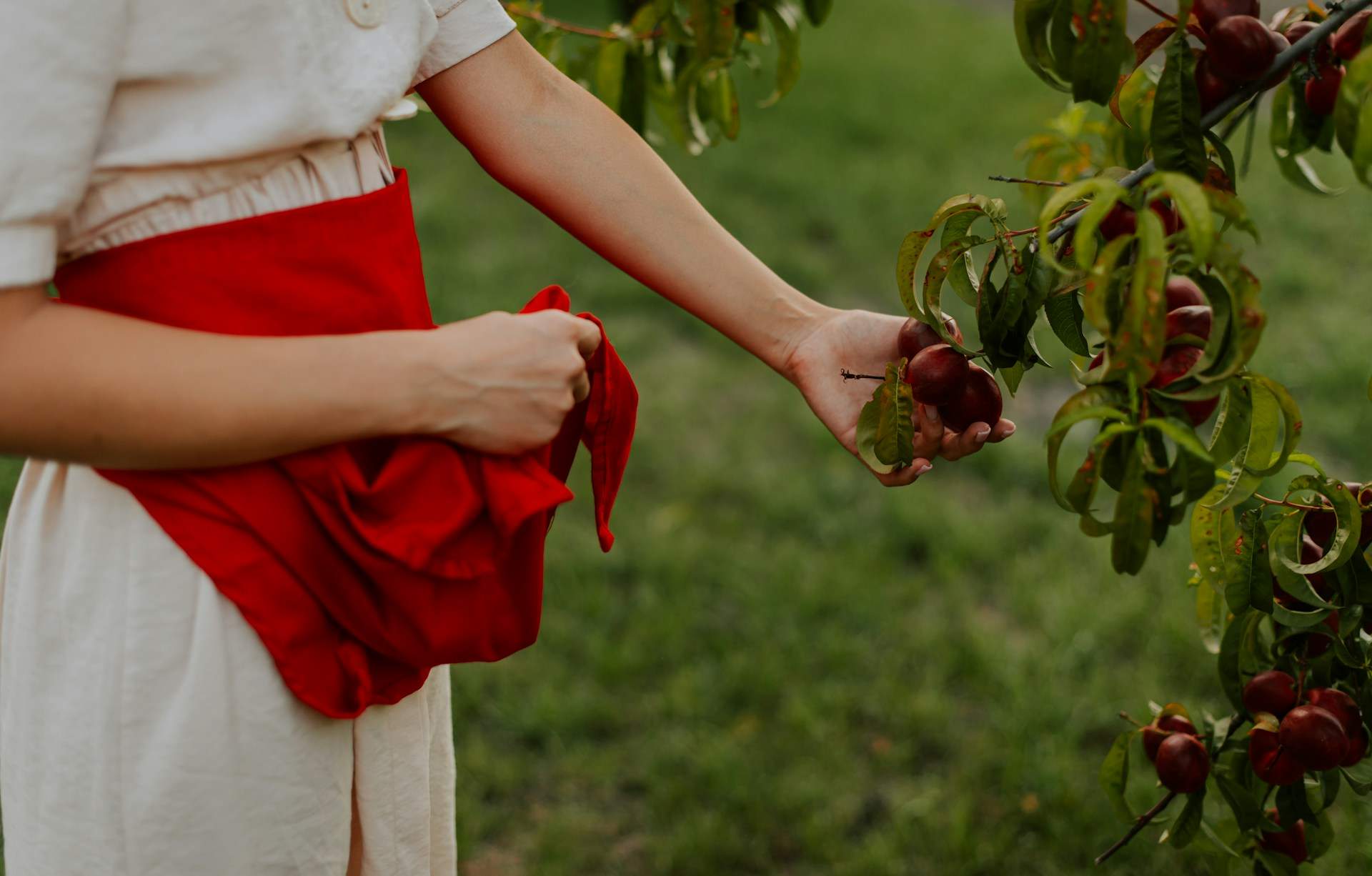 L’albero da frutto perfetto per il tuo giardino, secondo il mese di nascita — Giardino e terrazza