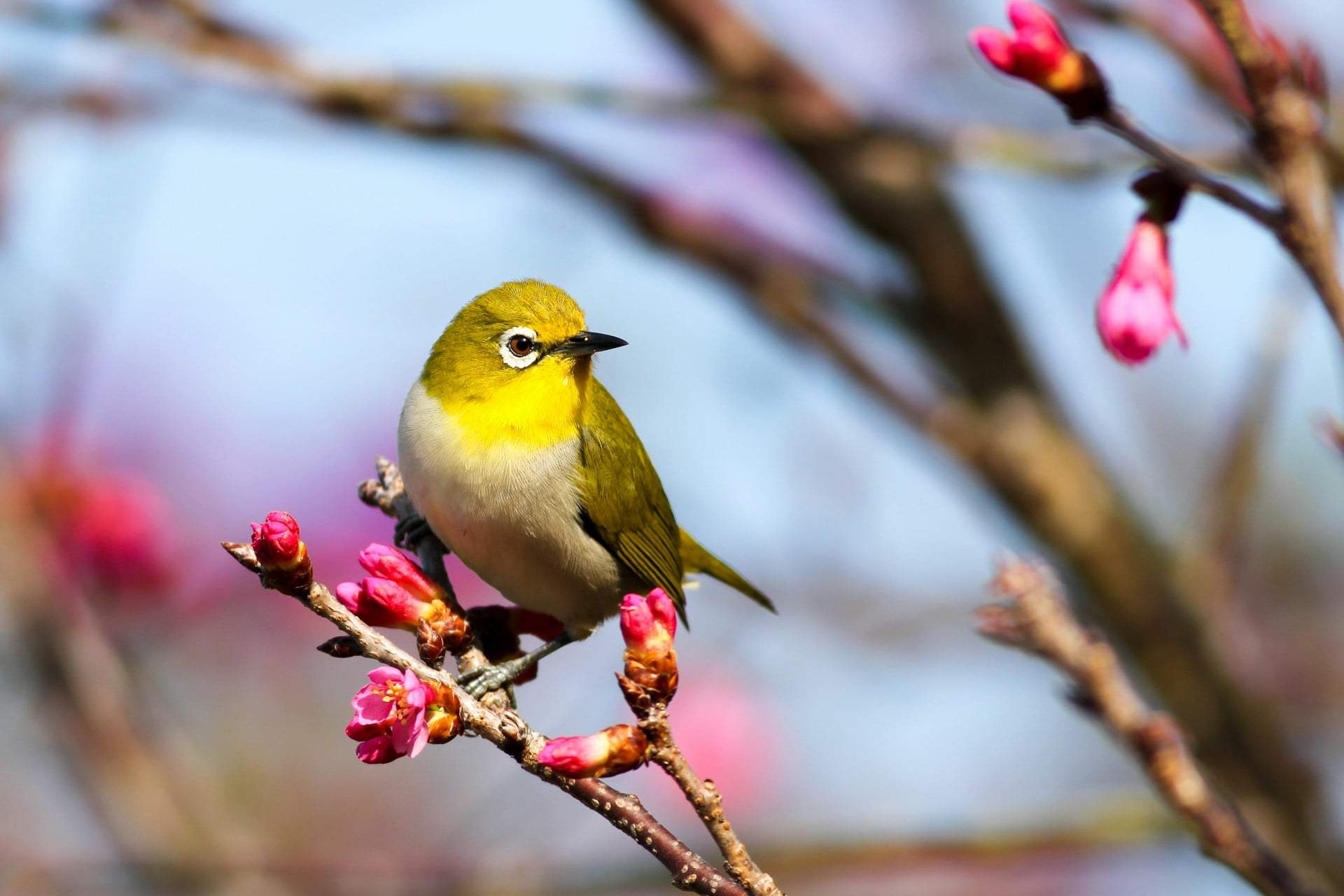 Wusstest du? Darum singen Vögel im Frühling lauter — Garten & Terrasse