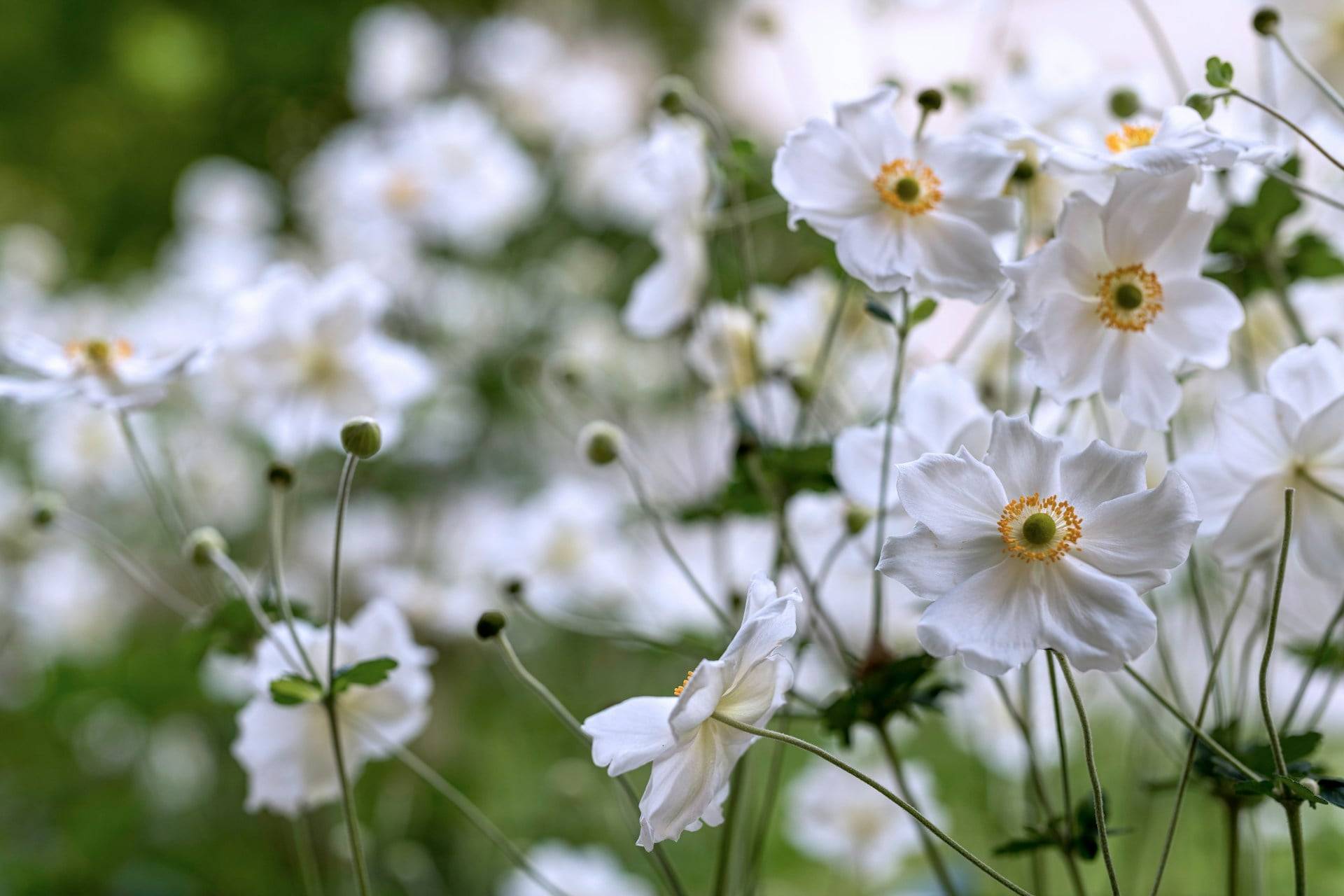 Die 10 schönsten Frühlingsblumen für deinen Garten, die kaum Pflege brauchen