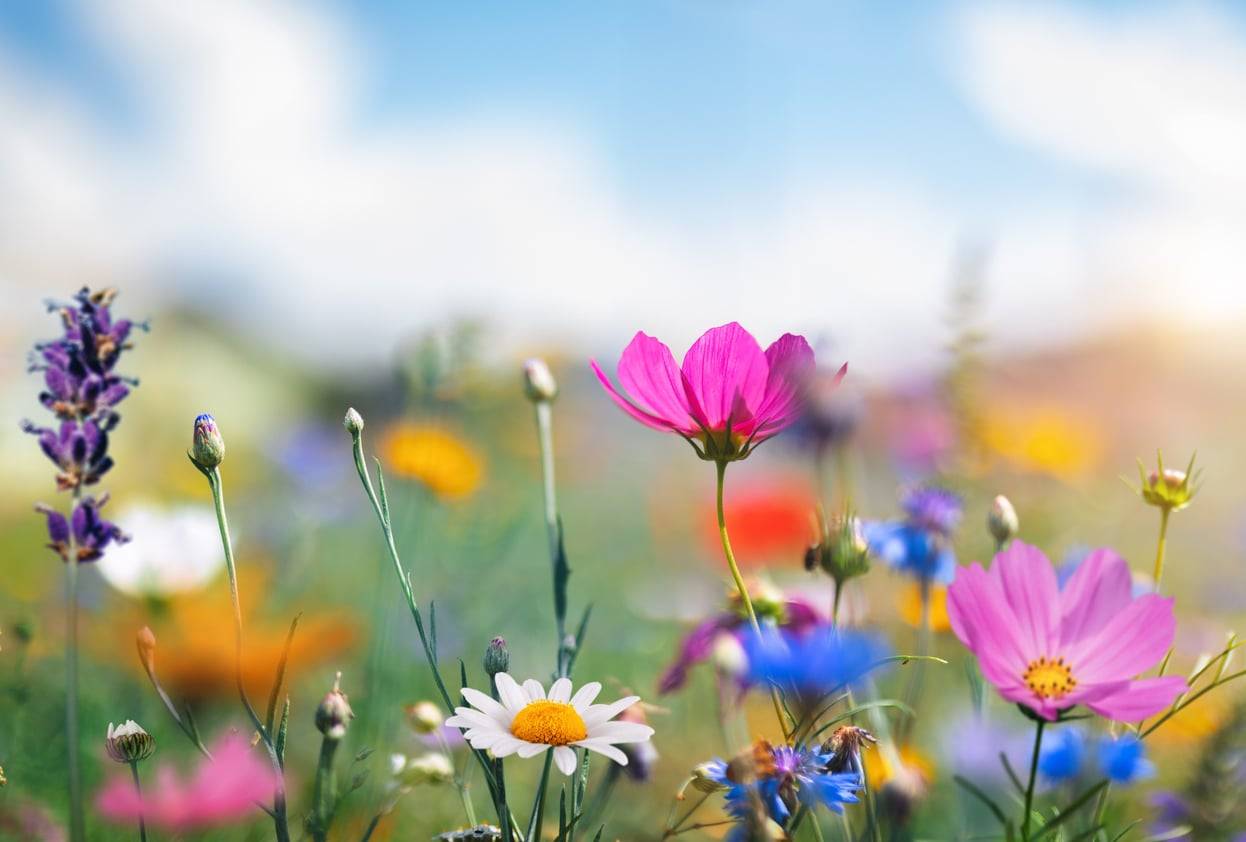 Qual è il tuo colore primaverile preferito? Scopri cosa rivela della tua personalità